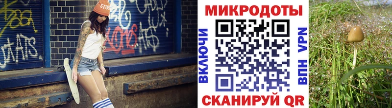 Галлюциногенные грибы Psilocybe Заводоуковск
