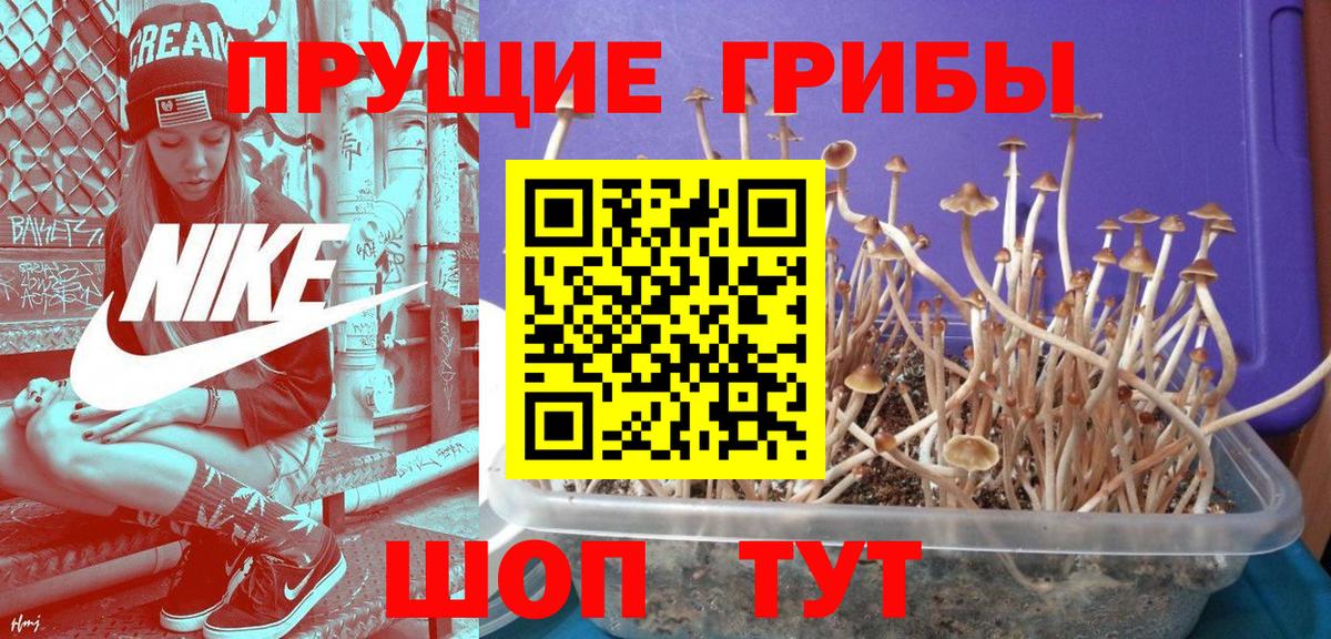 Заводоуковск  Псилоцибиновые грибы мухоморы  Вход с VPN 